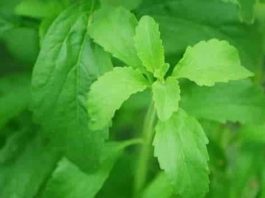 Stevia zoetstof: Wat is het precies? stevia zoetstof