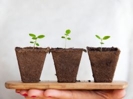 De 10 meest luchtzuiverende planten voor in huis Planten die lucht zuiveren
