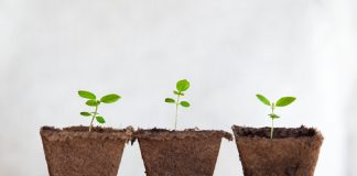 Planten die lucht zuiveren