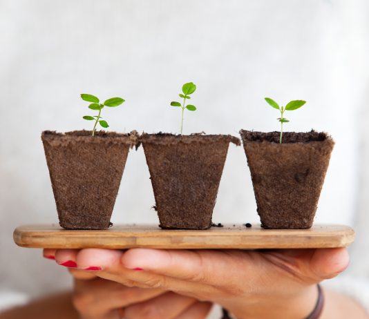 Planten die lucht zuiveren