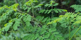 Moringa plant