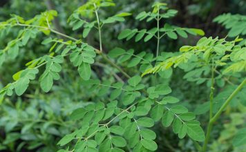 Moringa plant