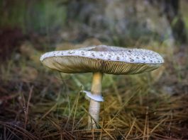 paddenstoelen eten