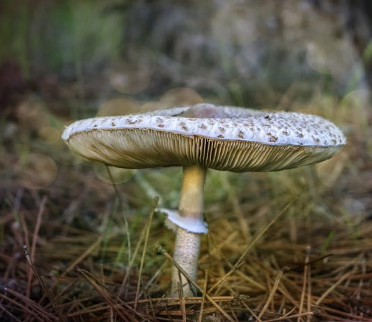 paddenstoelen eten