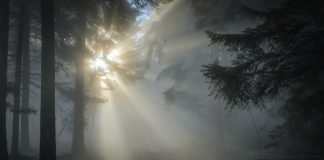 Zonlicht