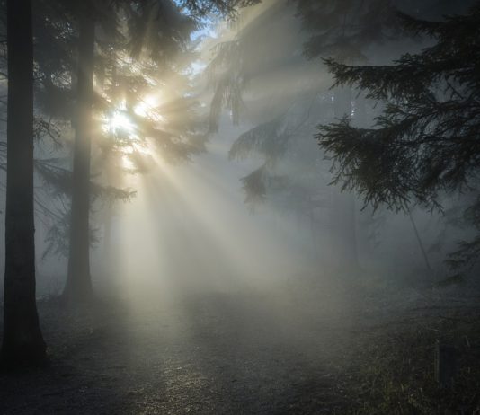 Zonlicht